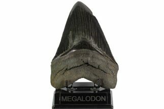 Fossil Megalodon Tooth - Sharp Serrations #122937