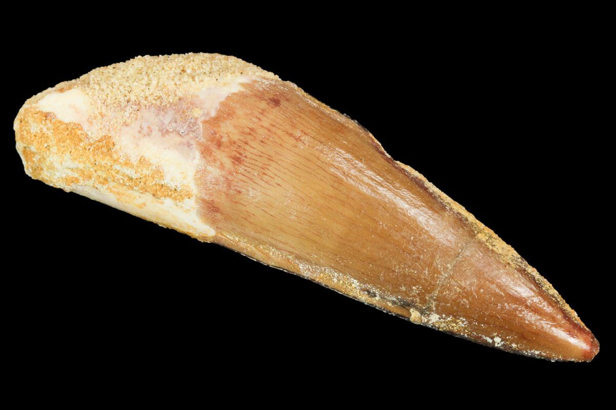 real spinosaurus tooth for sale