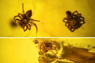 Two Fossil Spiders (Araneae) In Baltic Amber #123364
