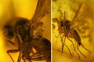 mm Fossil Fly (Diptera) In Baltic Amber - Mite on Neck #123366