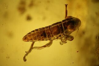 mm Fossil Cicada (Auchenorrhyncha) Nymph In Baltic Amber #123394