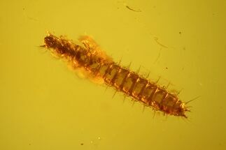 mm Beetle Larva (Coleoptera) In Large Baltic Amber #123402