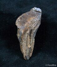 HUGE Rooted Triceratops Tooth #1440
