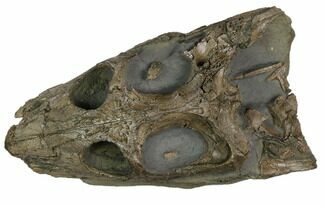 Incredible 8" Lower Jurassic Crocodile Skull - North Whitby, England - Fossil #123531