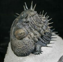 Spiny Enrolled Drotops Armatus Trilobite (Reduced Price!) #8644