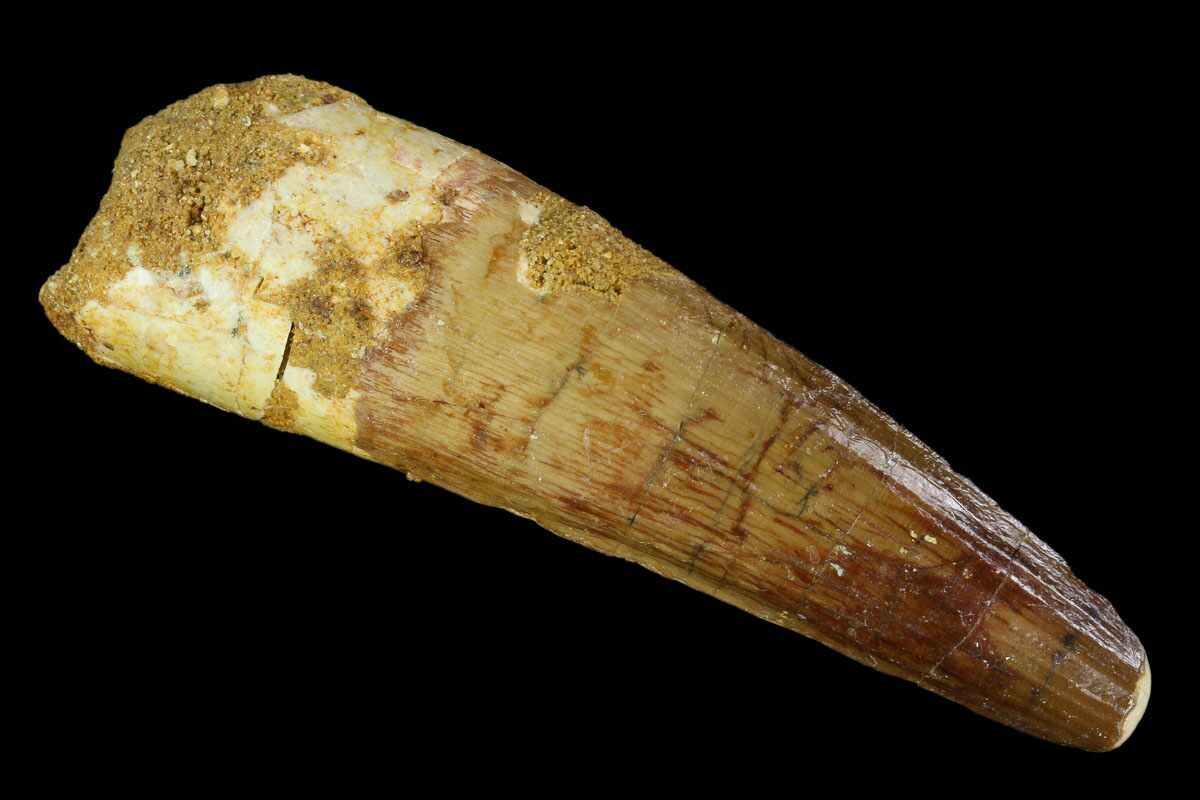 spinosaurus tooth fossil