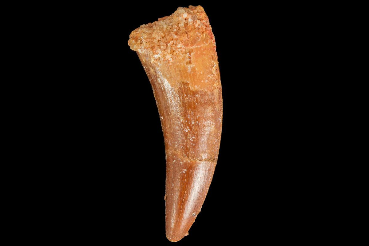 raptor tooth fossil