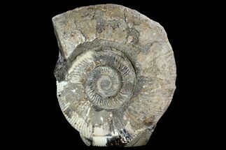 Ammonite In Septarian Nodule - Madagascar #124162