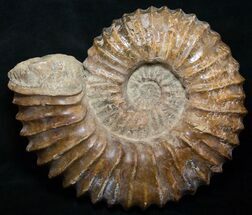 Mantelliceras dixoni - Fossils For Sale - #8754