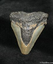 Inch Megalodon Tooth - North Carolina #1485
