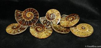 Small Ammonite Halves - Mismatched Pairs #1471