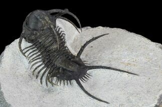 Spiny Ceratarges Trilobite - Zireg, Morocco #125230
