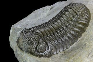 Morocops Trilobite - Great Shell Detail #125281