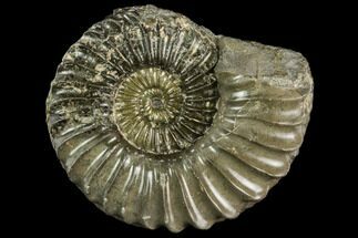 Ammonite (Pleuroceras) Fossil - Germany #125396
