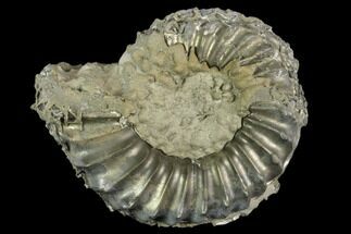 Pyrite Encrusted Ammonite (Pleuroceras) Fossil - Germany #125404