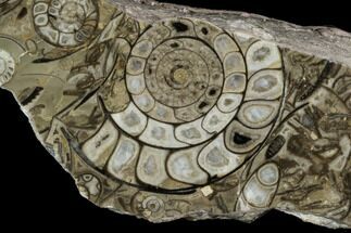 Polished Fossil Goniatite Slab - Germany #125440