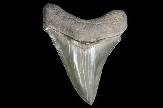 Sharp, Chubutensis Shark Tooth - Megalodon Ancestor #125583
