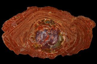 Red Petrified Wood Round With Purple Core - Arizona #125698