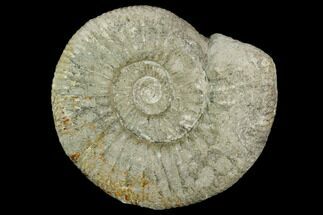 Ammonite (Orthosphinctes) Fossil - Germany #125875