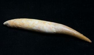 Rare Rooted Fossil Plesiosaur Tooth - Long #8671