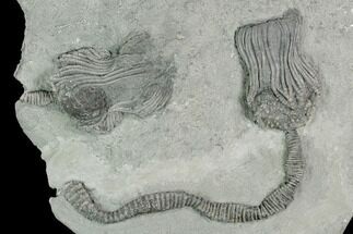 Two Crinoid (Platycrinites) Fossils - Crawfordsville, Indiana #125904