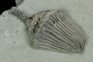 Crinoid (Dizygocrinus) Fossil - Crawfordsville, Indiana #125909