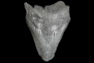 Partial, Fossil Megalodon Tooth #126053