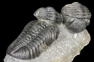 Two Pedinopariops Trilobite Fossils - Mrakib, Morocco #126326