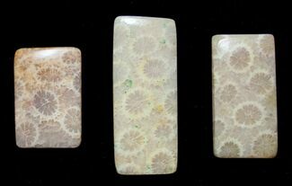 Rectangle Shaped Fossil Coral Cabs #8621