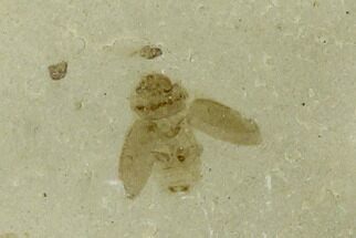 Two Bee Fossils (Hymenoptera)- Green River Formation, Utah #101610