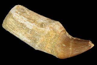 Fossil Rooted Mosasaur (Prognathodon) Tooth - Morocco #116925