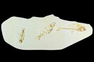 Trio of Fossil Fish - Green River Formation - Wyoming #126566
