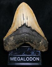 Massive Megalodon Tooth