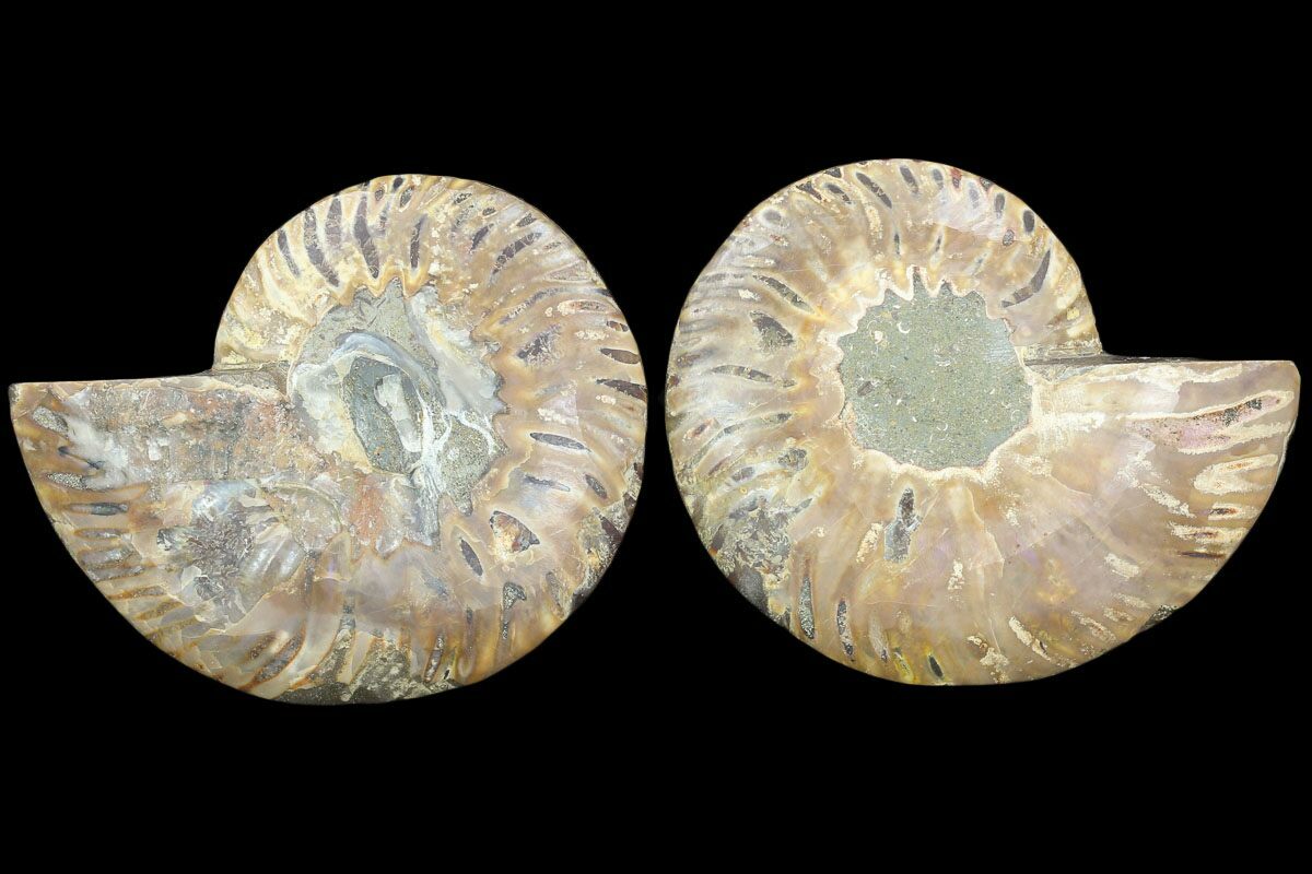 pair fossil q