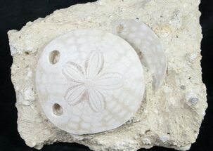 Beautiful Fossil Sand Dollar - France #8826