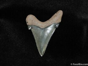 Sharp, Glossy, Serrated Angaustidens Tooth #157