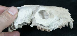 Oreodont (Merycoidodon gracilis) Partial Skull #8852