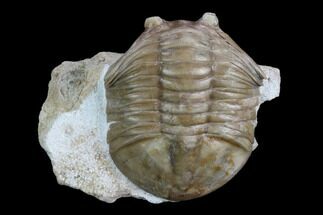 2.2" Unusual Asaphus Laevissimus Trilobite - Russia - Fossil #127828