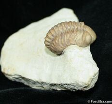 Amazingly Prepped Oklahoma Kainops Trilobite #1492