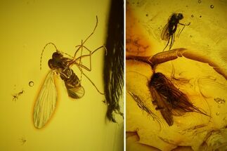 Detailed Fossil Caddisfly and Two Flies in Baltic Amber #128294