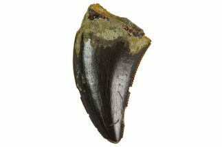 Serrated Theropod Tooth (Raptor) - South Dakota #128487