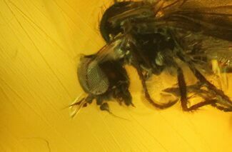 Fossil Fly (Diptera) and Mites (Acari) In Amber - Great Eyes! #128316