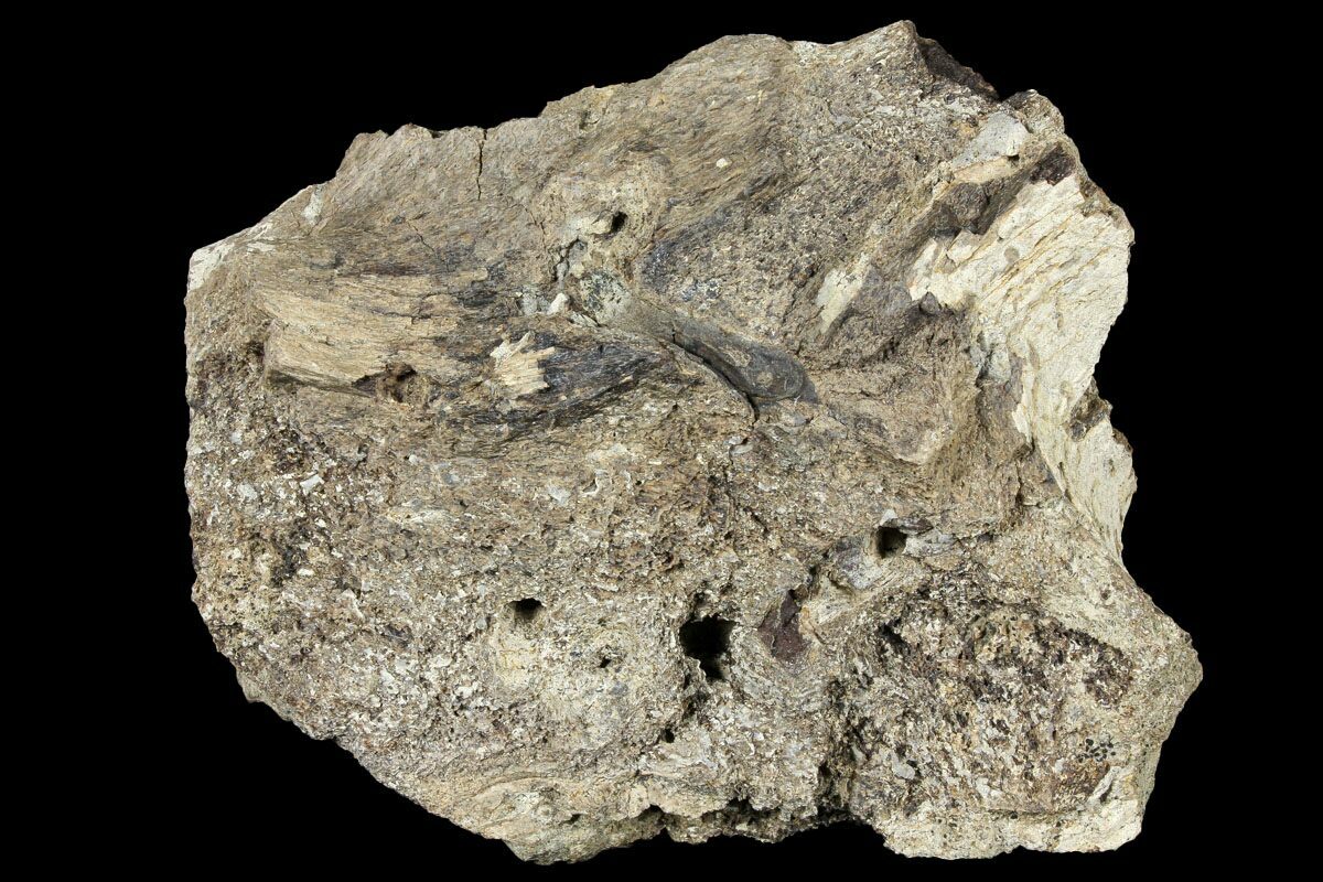 fossils and archeology triceratops