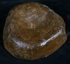 Well Preserved Ichthyosaur Vertebra - Wide #8977