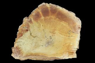 6.6" Polished Petrified Wood Slab - Sweethome, Oregon - Fossil #128598