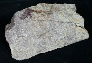 Section Of Triceratops Bone - Lance Creek Formation #8981