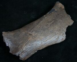 Thescelosaurus Scapula Section - Long #8984