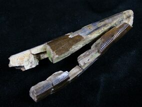 Partial T-Rex Tooth - Long #8990