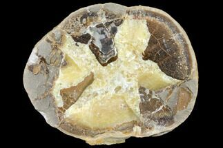 Yellow Calcite Filled Septarian Nodule Half - Utah #127997