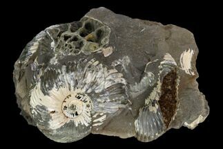 Iridescent Ammonite (Quenstedticeras) Fossil in Rock - Poland #127849